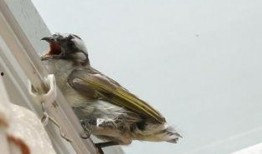 雏鸟 在线观看,在线观看萌动瞬间